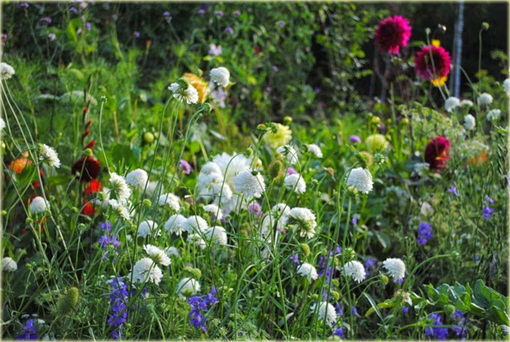 Driakiew kaukaska Perfecta Alba Scabiosa caucasica