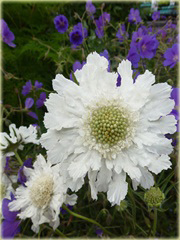   Driakiew kaukaska Perfecta Alba Scabiosa caucasica