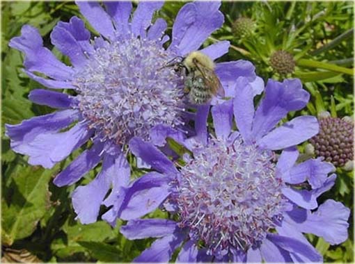 Driakiew japońska Scabiosa japonica