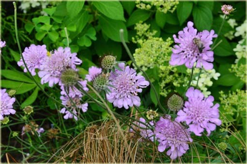 Driakiew japońska Scabiosa japonica