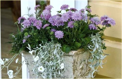 Driakiew japońska Scabiosa japonica