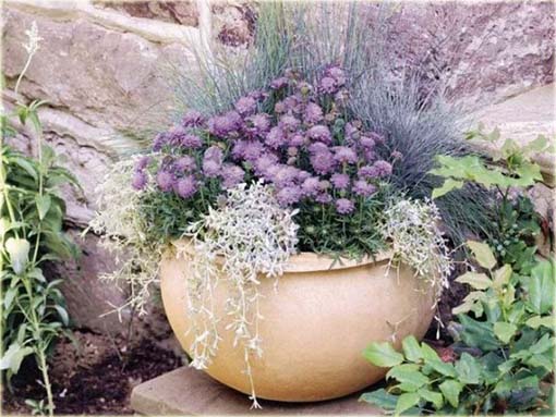 Driakiew japońska Scabiosa japonica