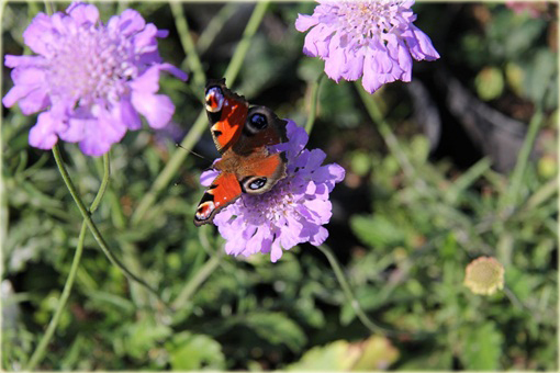 Driakiew japońska Scabiosa japonica