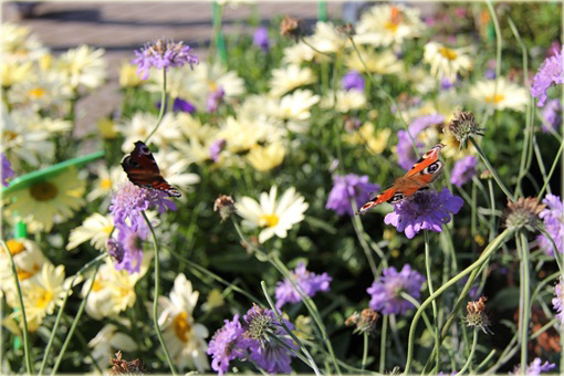 Driakiew japońska Scabiosa japonica