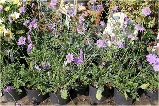 Driakiew japońska Scabiosa japonica
