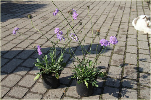 Driakiew japońska Scabiosa japonica