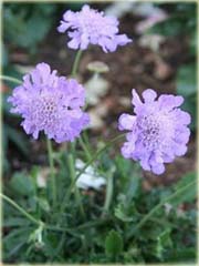 Drakiew japońska Scabiosa japonica