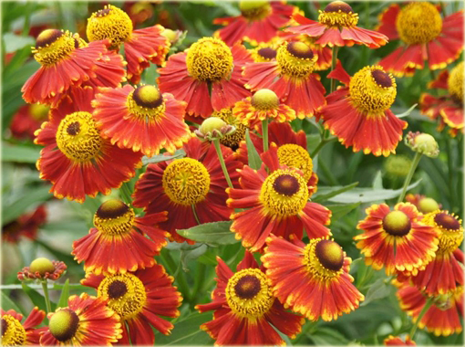 Dzielżan Helena Red Shades