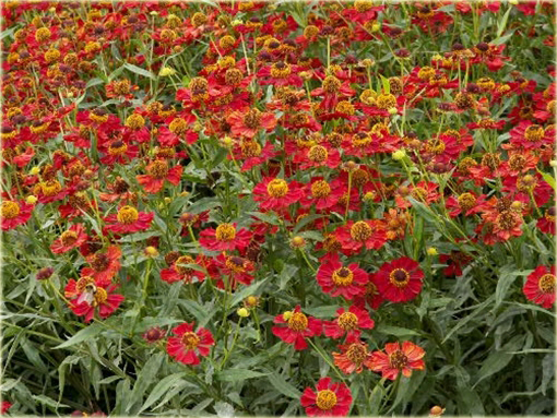 Dzielżan Helena Red Shades