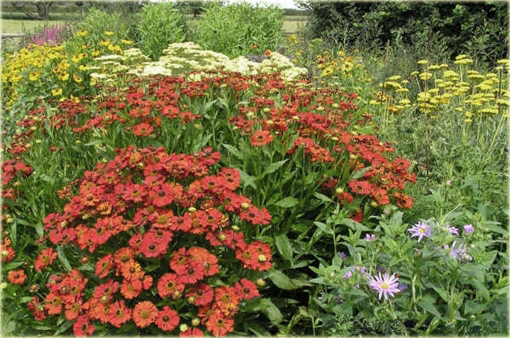 Dzielżan Helena Red Shades