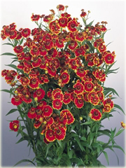 Dzielżan Helena Red Shades