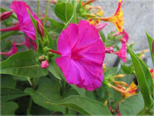 Dziwaczek peruwiański Mirabilis jalapa