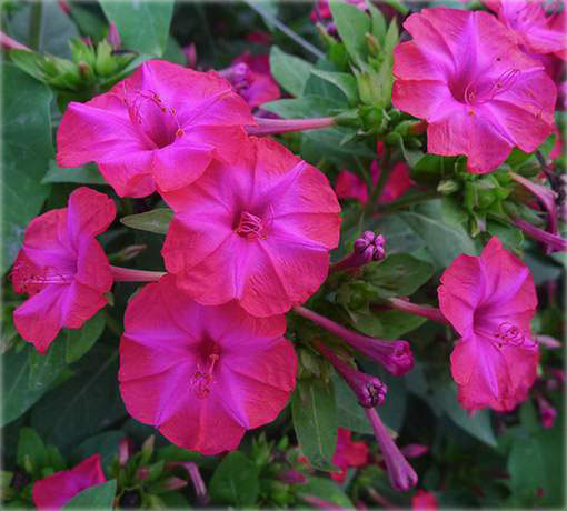 Dziwaczek peruwiański Mirabilis jalapa