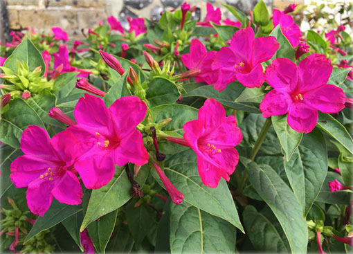 Dziwaczek peruwiański Mirabilis jalapa