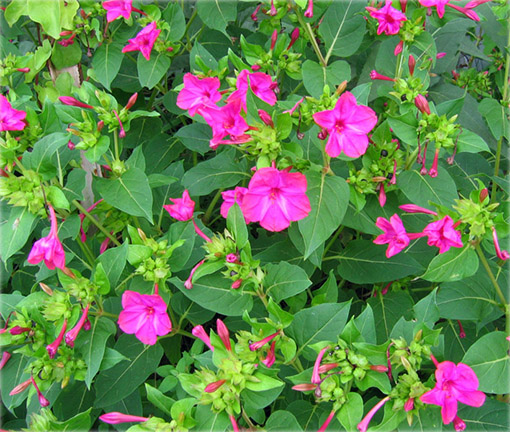 Dziwaczek peruwiański Mirabilis jalapa