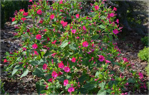 Dziwaczek peruwiański Mirabilis jalapa