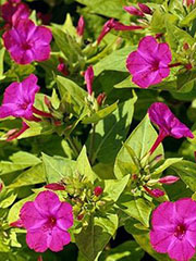 Dziwaczek peruwiański Mirabilis jalapa