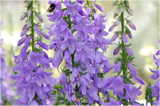 Dzwonecznik Gaudi Violet Adenophora latifolia