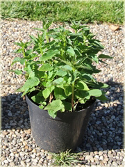 Dzwonecznik Gaudi Violet Adenophora latifolia