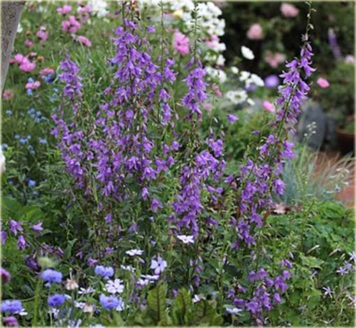 Dzwonecznik szerokolistny Adenophora latifolia