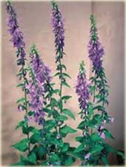 Dzwonecznik szerokolistny Adenophora latifolia