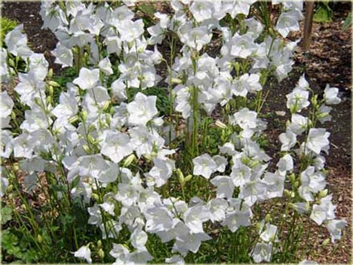 Dzwonek brzoskwiniolistny Campanula persicifolia