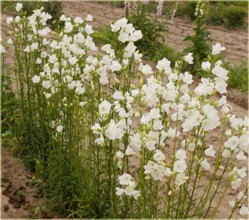 Dzwonek brzoskwiniolistny Campanula persicifolia