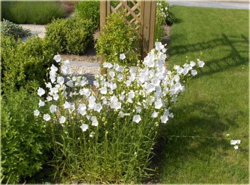 Dzwonek brzoskwiniolistny Campanula persicifolia