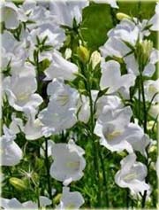 Dzwonek brzoskwiniolistny Campanula persicifolia