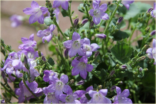 Dzwonek dalmatyński Campanula portenschlagiana
