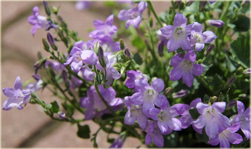 Dzwonek dalmatyński Campanula portenschlagiana
