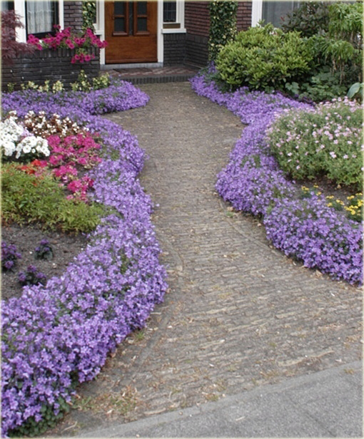 Dzwonek dalmatyński Campanula portenschlagiana