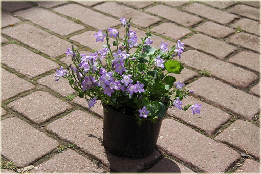 Dzwonek dalmatyński Campanula portenschlagiana