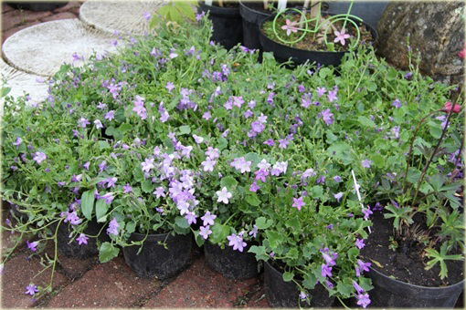 Dzwonek dalmatyński Campanula portenschlagiana