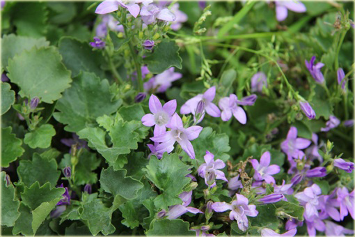 Dzwonek dalmatyński Campanula portenschlagiana