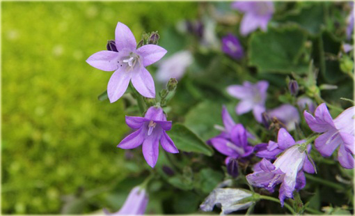 Dzwonek dalmatyński Campanula portenschlagiana