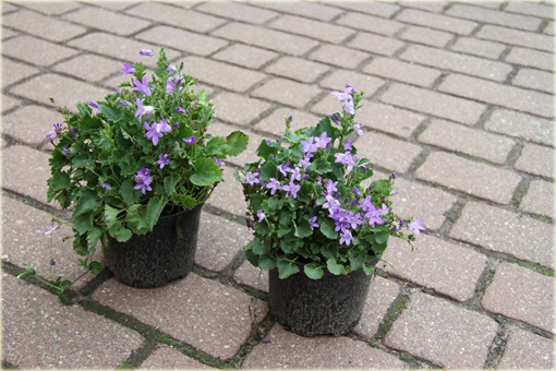 Dzwonek dalmatyński Campanula portenschlagiana