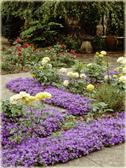 Dzwonek dalmatyński Campanula portenschlagiana