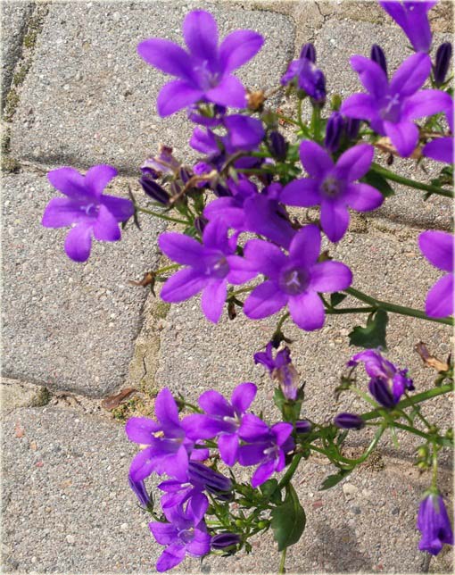 Dzwonek dalmatyński Catharina Campanula portenschlagiana