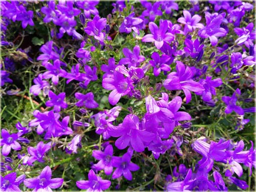 Dzwonek dalmatyński Catharina Campanula portenschlagiana