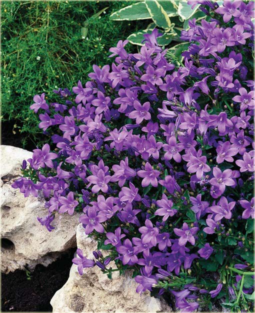 Dzwonek dalmatyński Catharina Campanula portenschlagiana