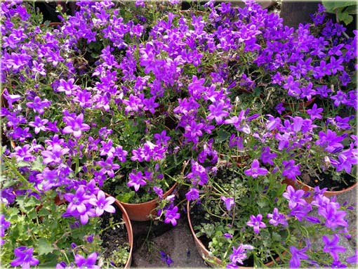 Dzwonek dalmatyński Catharina Campanula portenschlagiana