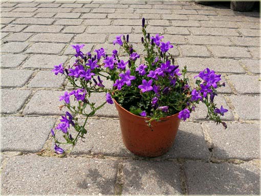 Dzwonek dalmatyński Catharina Campanula portenschlagiana