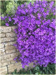 Dzwonek dalmatyński Catharina Campanula portenschlagiana