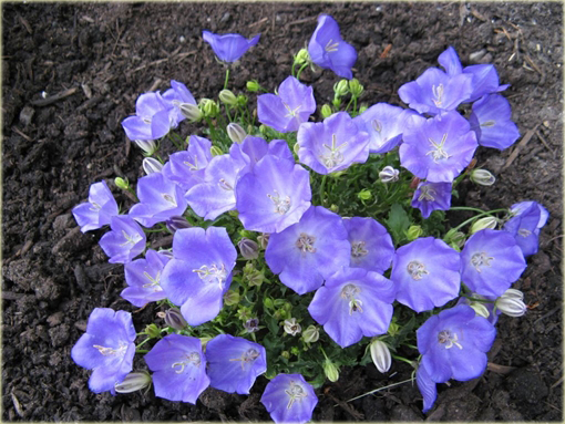 Dzwonek karpacki Pearl Blue Campanula carpatica