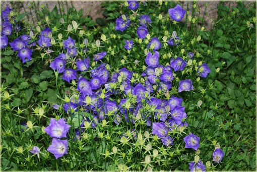Dzwonek karpacki Pearl Blue Campanula carpatica
