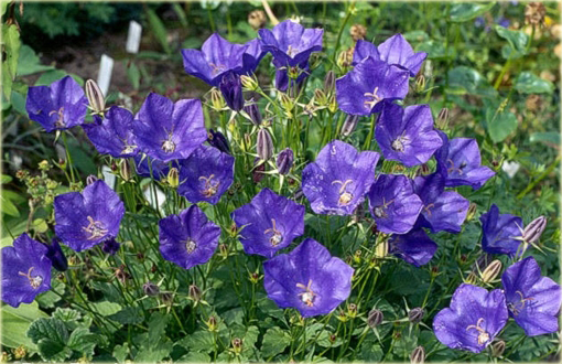 Dzwonek karpacki Pearl Blue Campanula carpatica