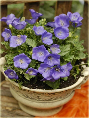 Dzwonek karpacki Pearl Blue Campanula carpatica