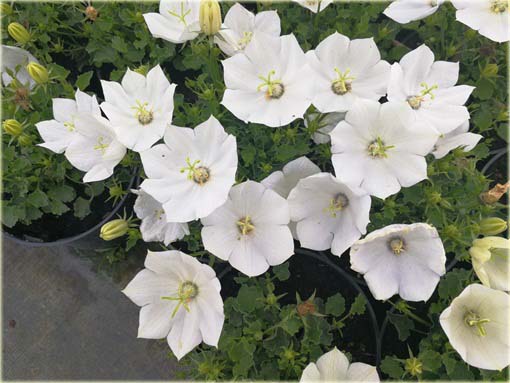 Dzwonek karpacki Pristar biały Campanula carpatica white