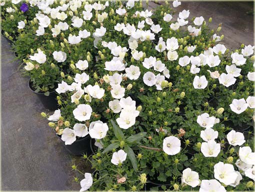 Dzwonek karpacki Pristar biały Campanula carpatica white